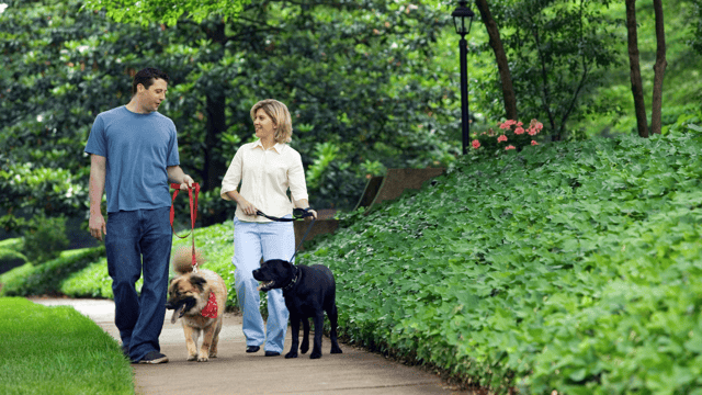 Best Neighborhoods, Parks &amp; Pet-Friendly Homes in Irvine