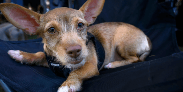 Work to build new clinic, renovate Irvine animal shelter could begin next year