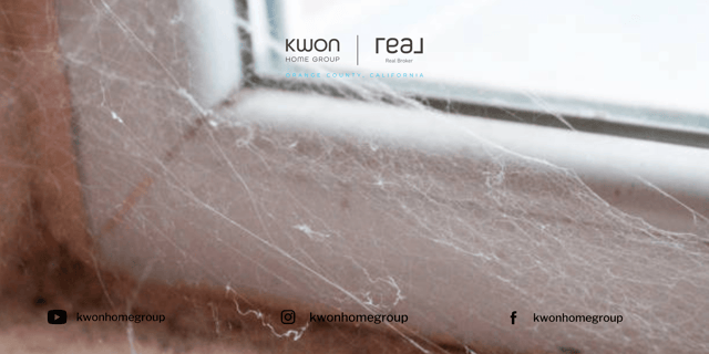 Weaving Through Cobwebs: Unraveling the Secrets to a Web-Free Home Environment