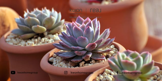 Indoor Oasis: Stunning Succulents That Thrive in Winter Months