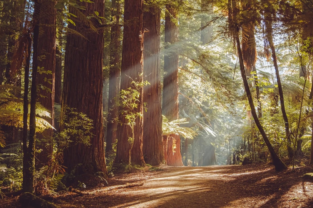 Mountain and redwood homes near Scotts Valley