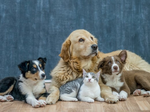 Moving to Portugal with your pet