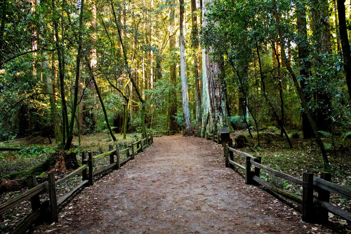 Redwood trees along a trail in the Oakland hills