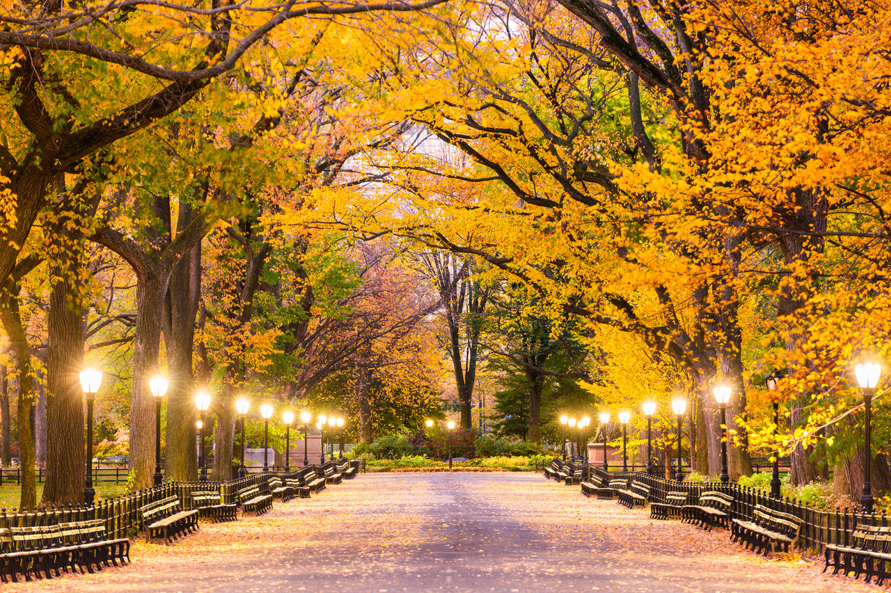 Lenox Hill