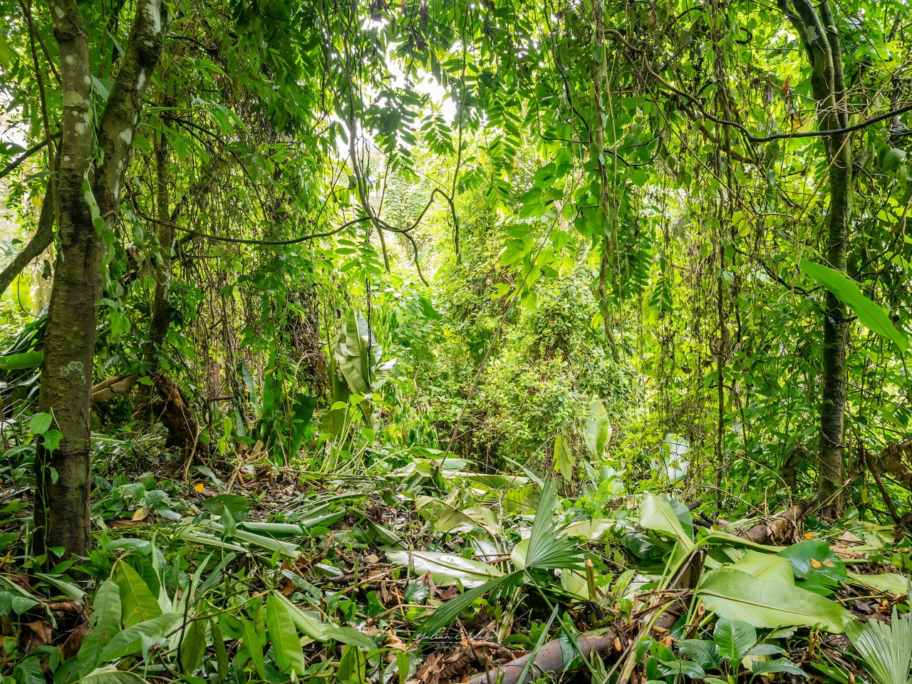 Bamboo Forest Estates – Prime Lots for Sale in Uvita, Costa Rica | Riverfront Land with Utilities