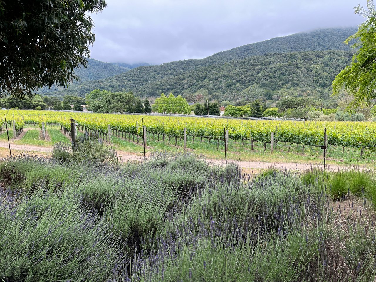 Vineyard rows and purple lavender beneath wooded mountains and a cloudy sky.