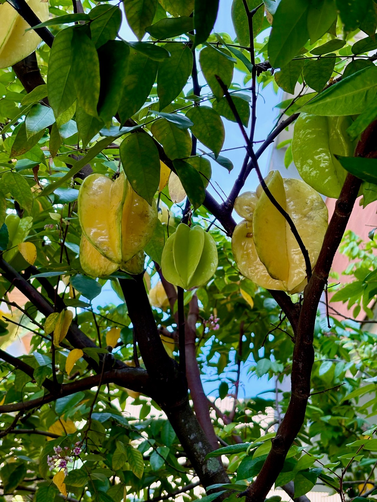 What is the local lifestyle in Costa Rica all about?