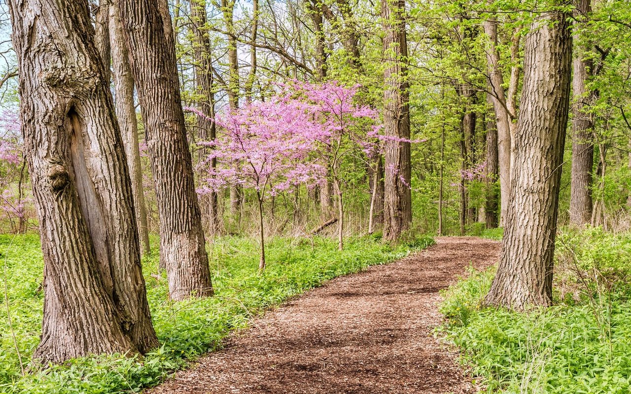 Sherwood Forest