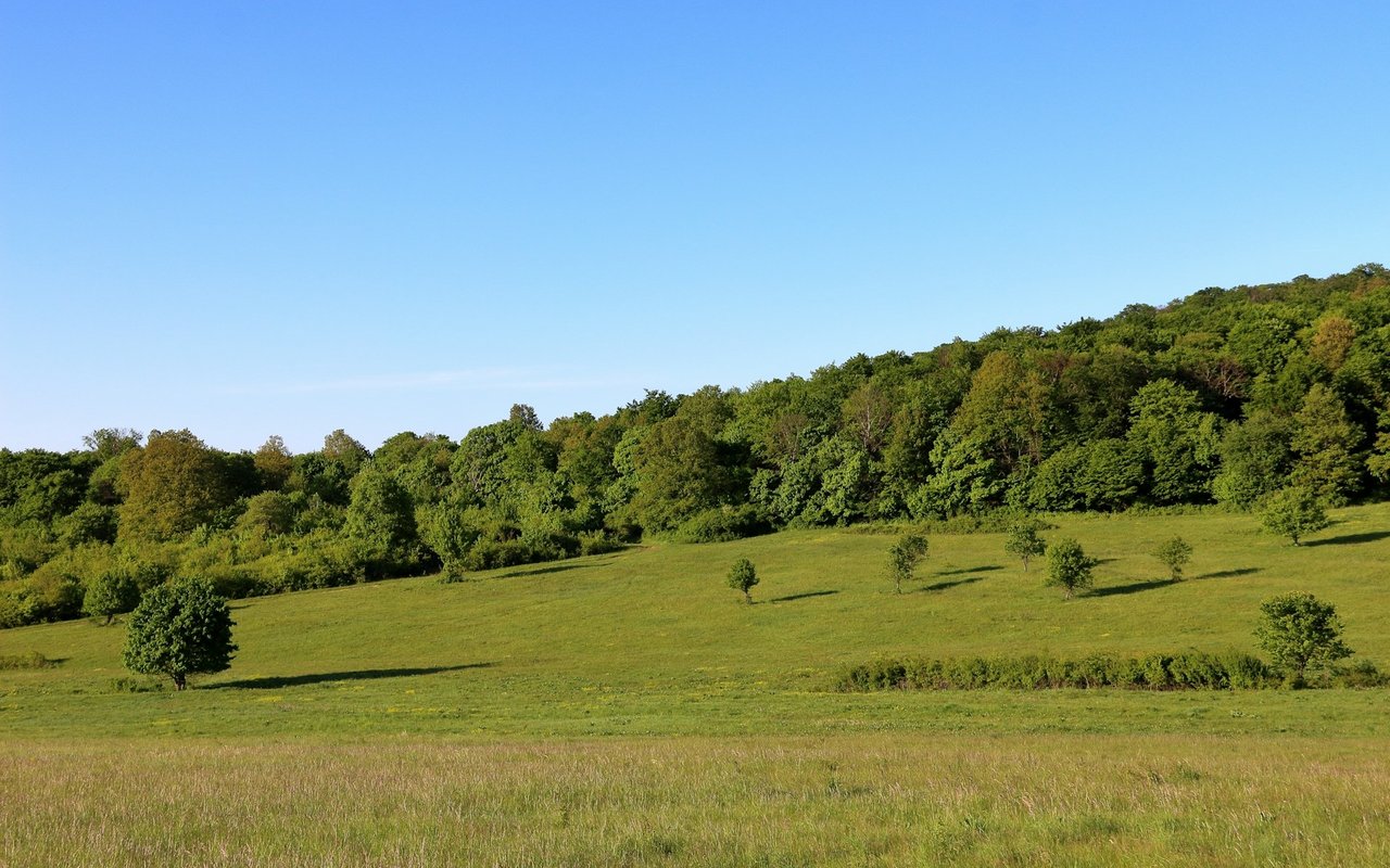 Grassy meadow with scattered trees below a wooded hillside.