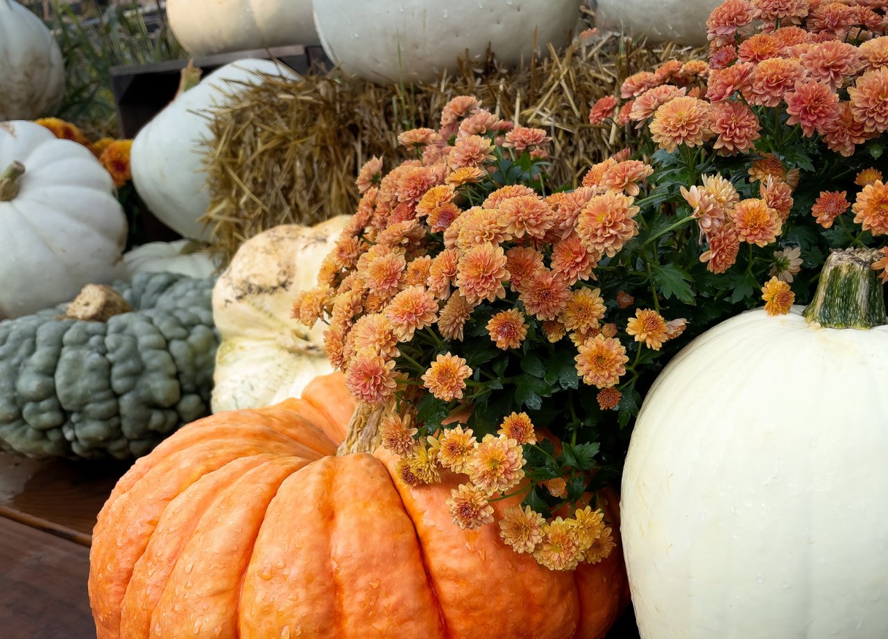 Autumn display of pumpkins and peach chrysanthemums, with a large orange pumpkin in the foreground.