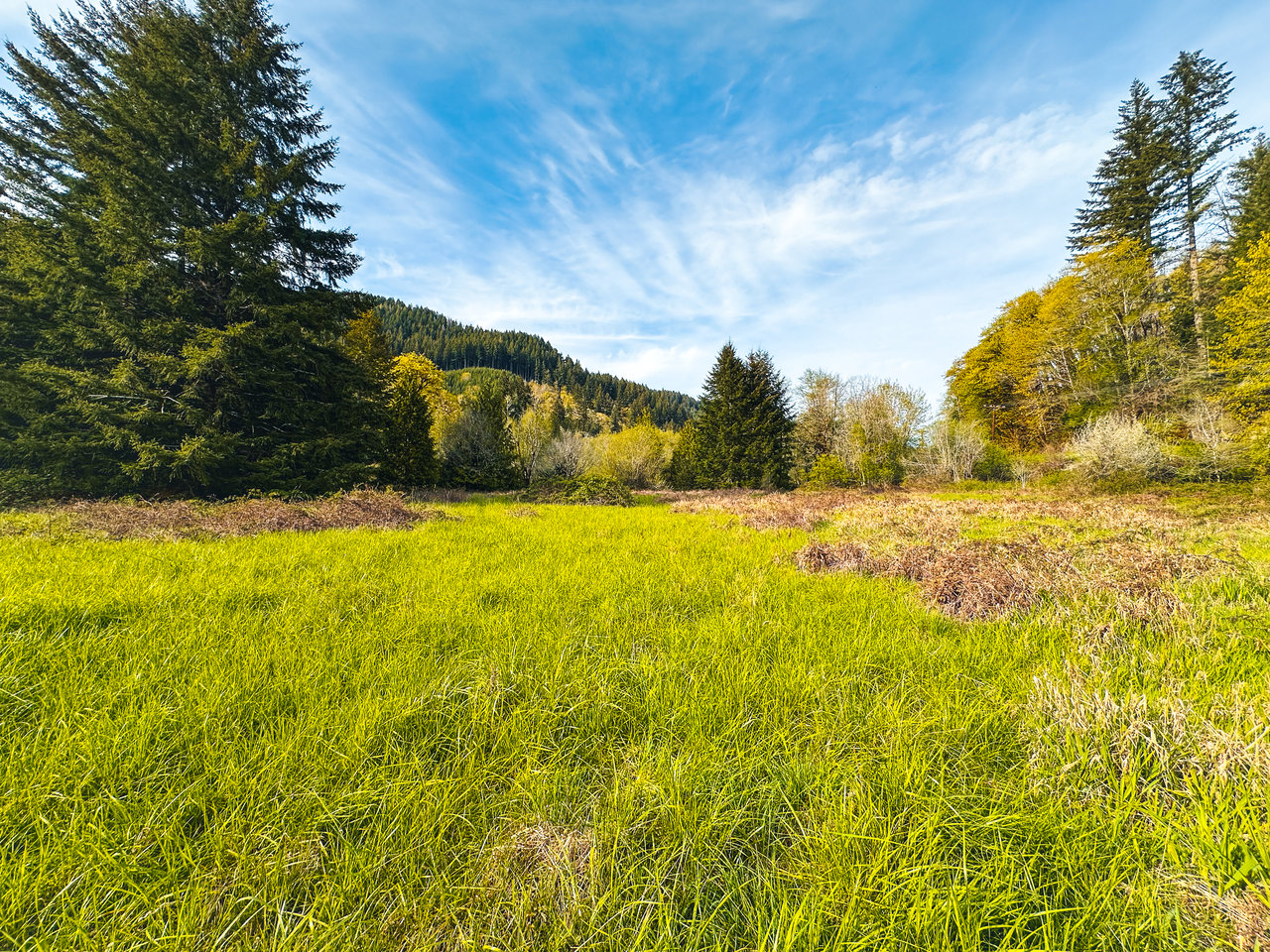 Nelson Mountain Meadows