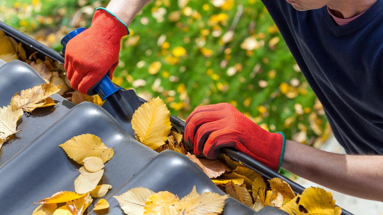 A close-up of a person wearing protective work gloves scooping yellow autumn leaves out of a residential eavestrough, illustrating preventative fall maintenance on a Greater Toronto Area home