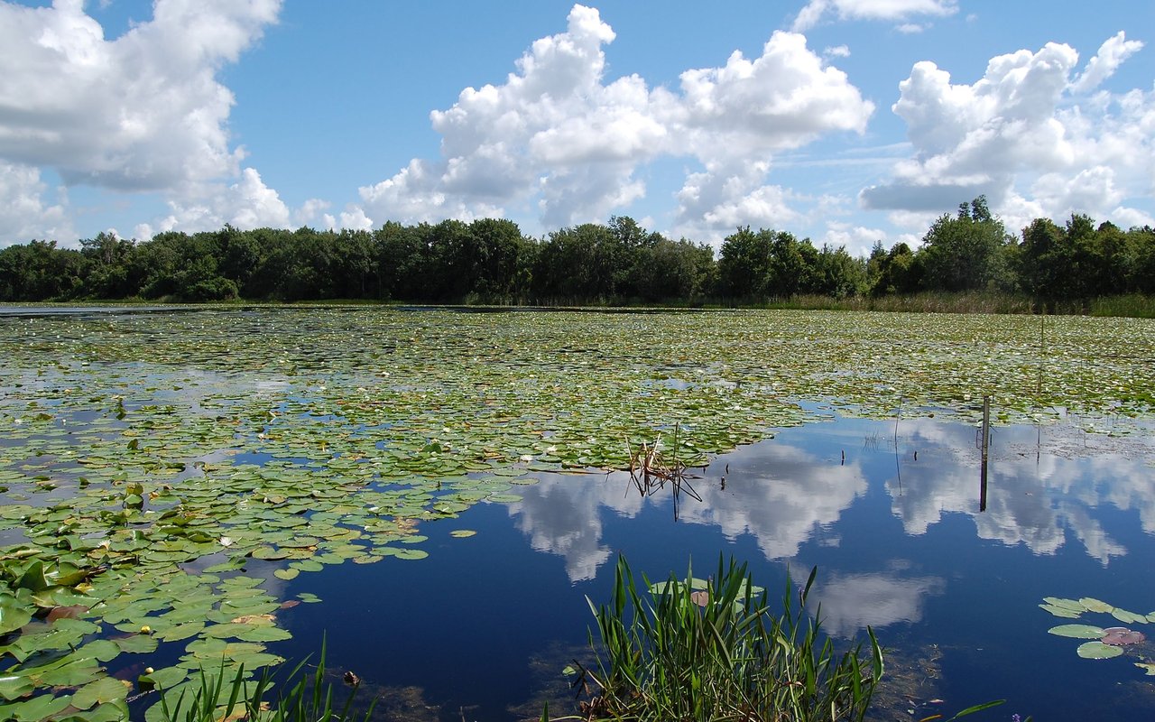 Lily-pad-covered pond with reeds, a tree-lined shore, and clouds reflected in the water.