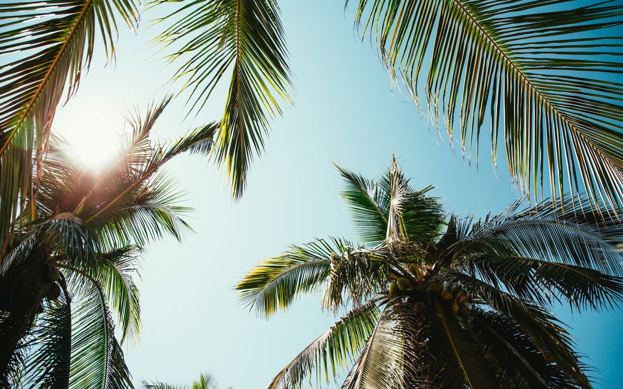 Palm trees frame a clear blue sky, with sunlight shining through the fronds.