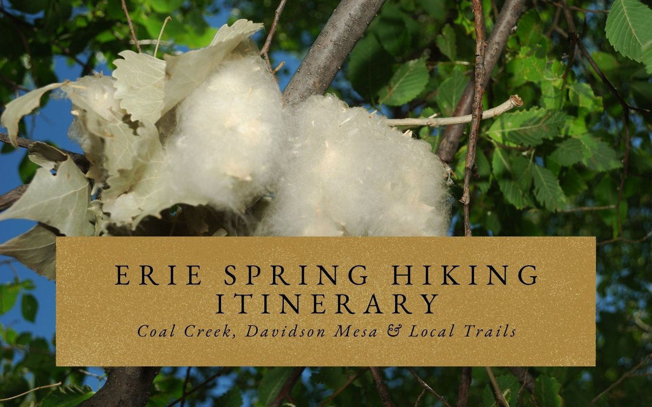Walker on Coal Creek Trail in Erie, CO spring with cottonwood trees leafing out along riparian corridor.