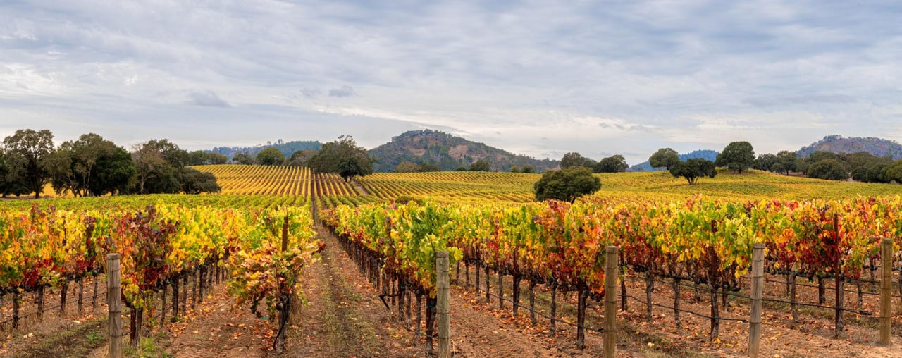 Autumn grapevines fill a Sonoma County vineyard, with oak trees and rolling hills beyond.