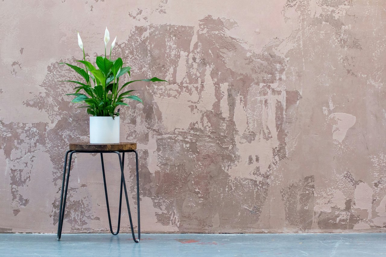 The Best Plants to Brighten Your Home