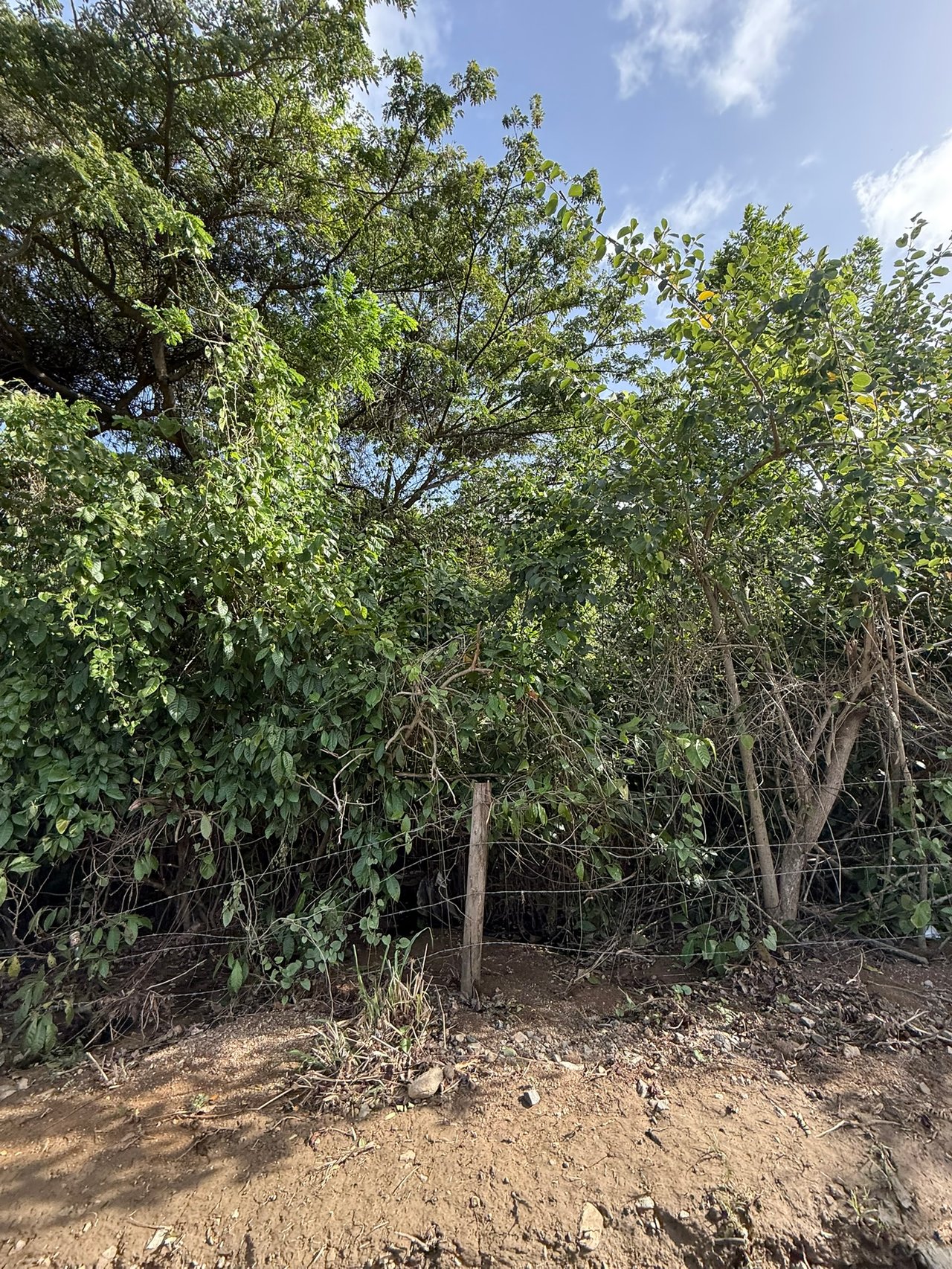 1081 Josiah's Bay 1 Acre Land