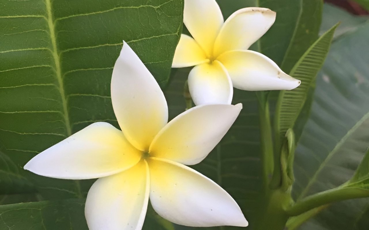 Two white and yellow plumeria flowers nestled among broad green leaves.