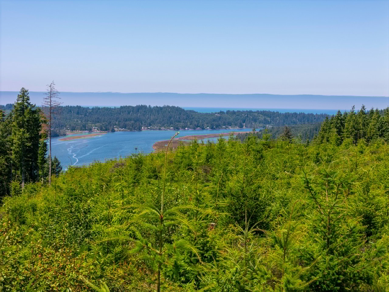 Alsea Estuary Forestland