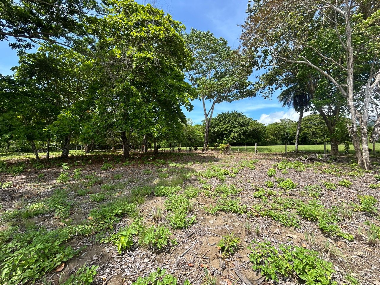 Unveil Your Dream Beachfront Sanctuary in Cabo Matapalo.