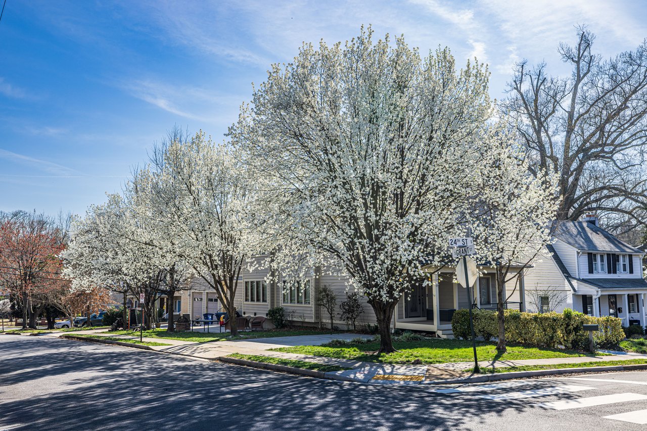 Residential street corner with houses partly obscured by blooming white trees.
