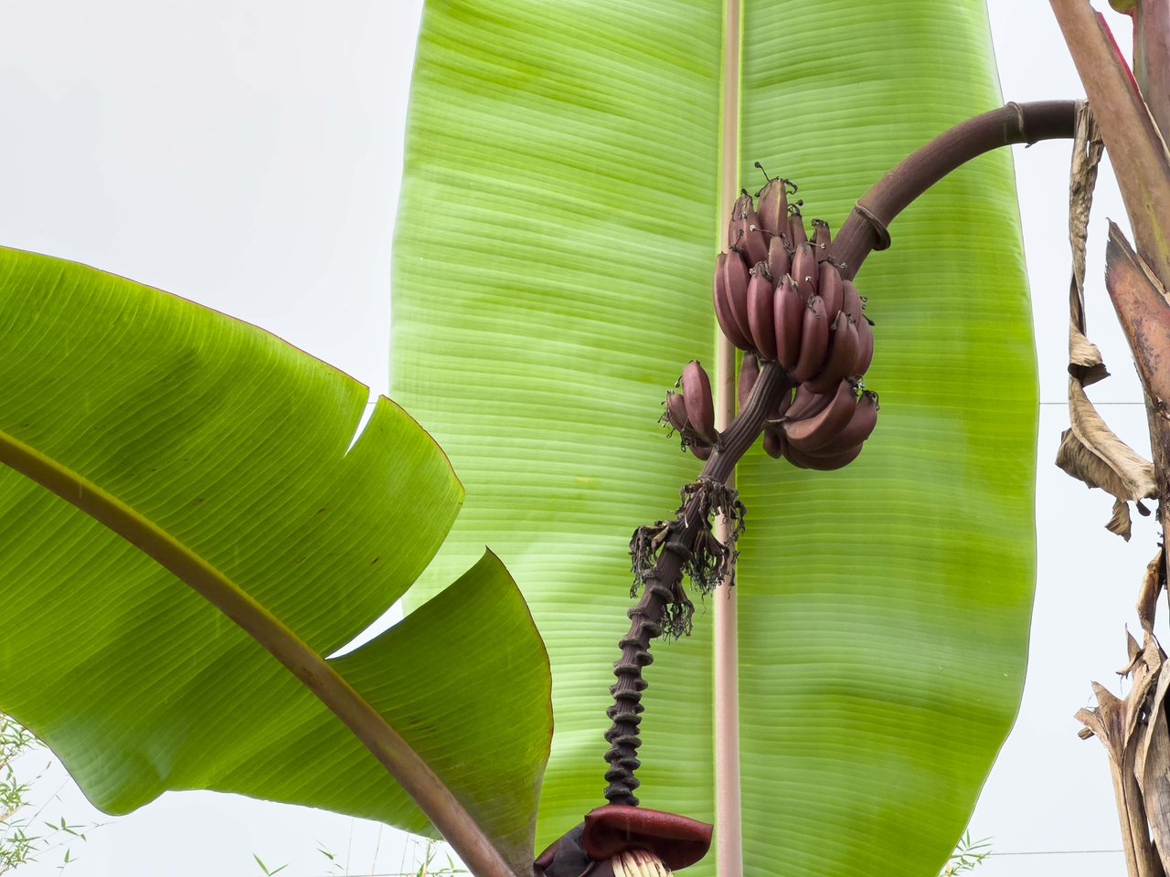 Baru, 2 bdrm home + studio casita Diamonte waterfall view