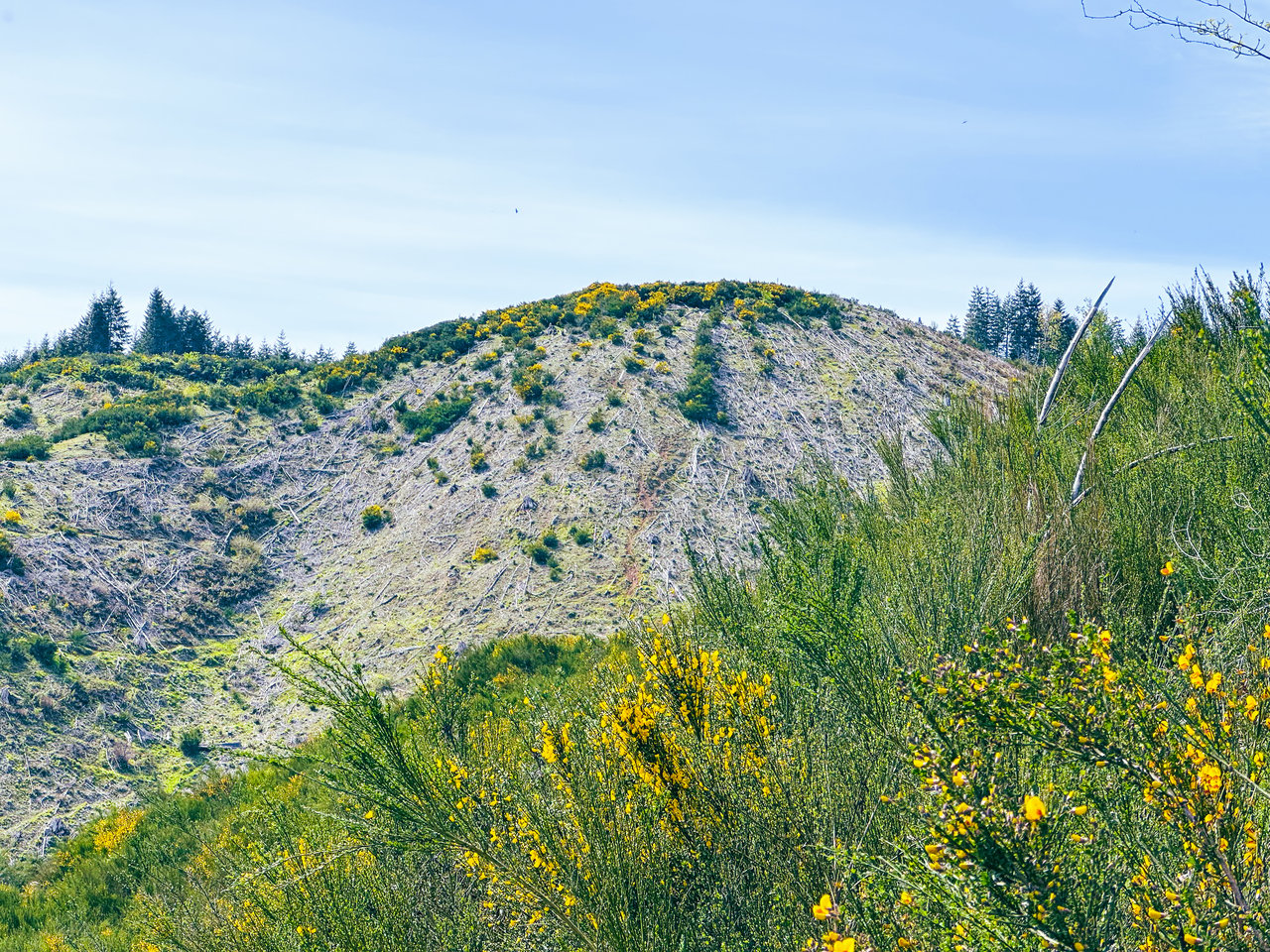 Walton Wild Woods