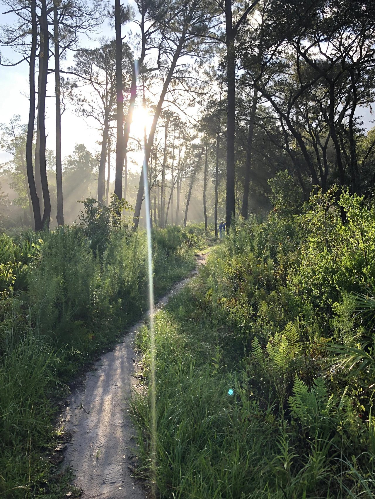 Scenic hiking trail through a Florida nature preserve in the Tampa Bay area.