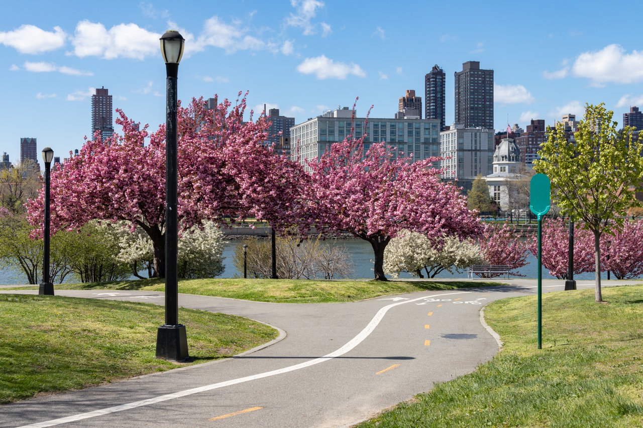 Waterfront park path curves past blooming cherry trees, with the river and New York City buildings beyond.