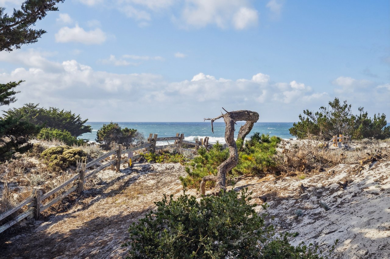 A weathered, gnarled cypress tree stands among sand dunes and coastal scrub, with a wooden fence and turquoise ocean waves in the background under a partly cloudy sky