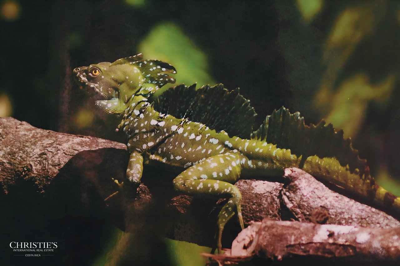 Finca Isla Rainforest Retreat – A Rare Income-Producing Paradise
