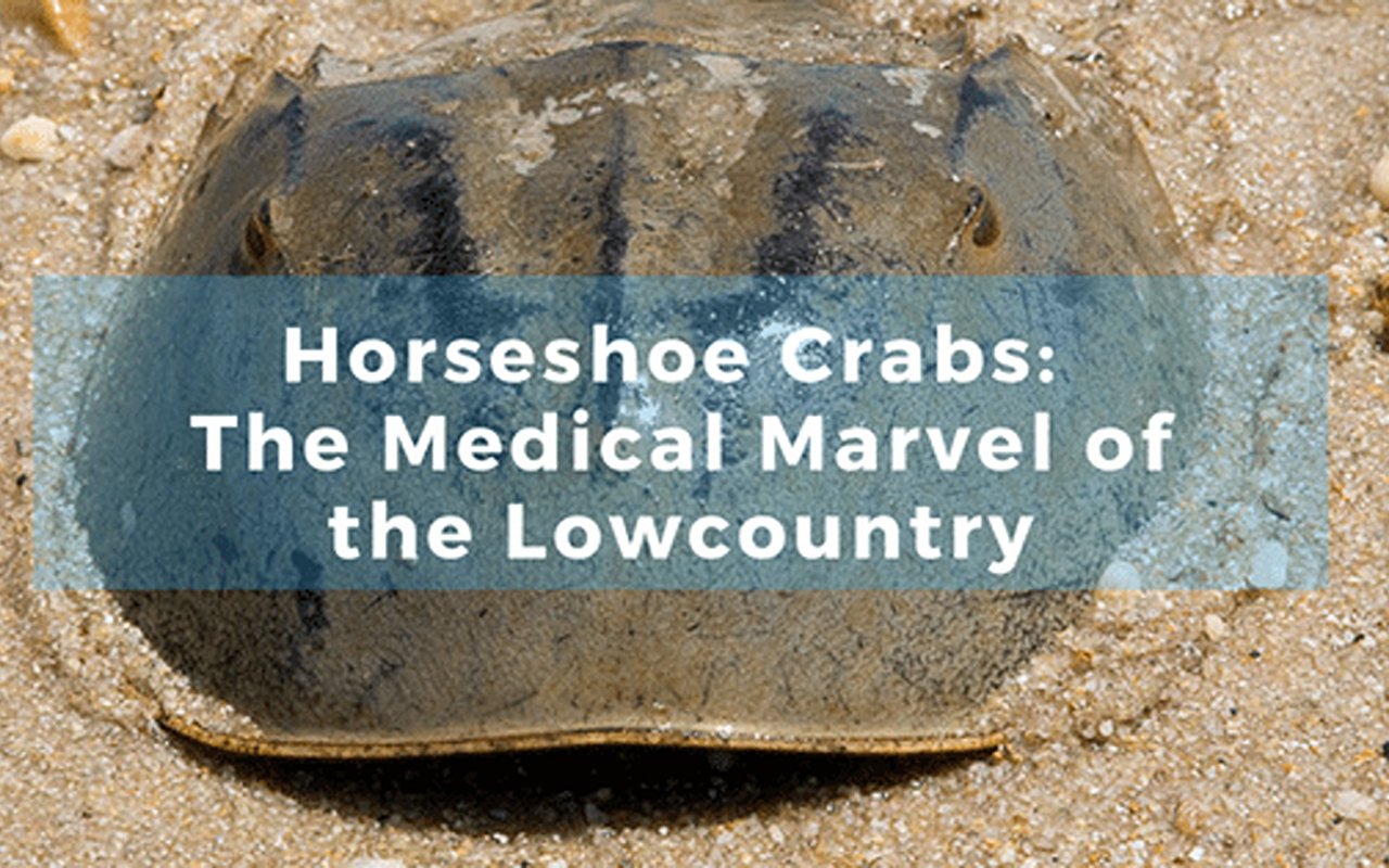Horseshoe Crabs: The Medical Marvel Of The Lowcountry
