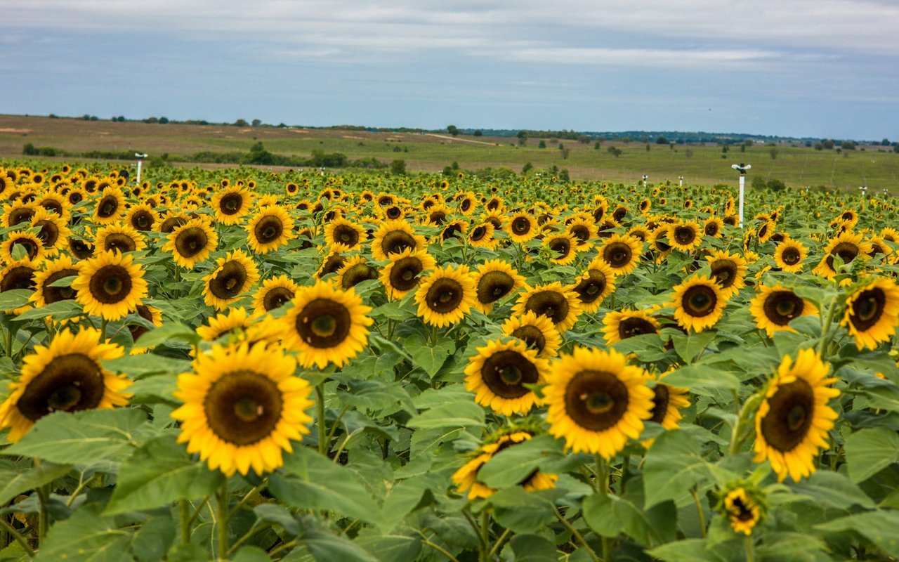 Sunflowers fill a wide field beneath a pale sky, with rolling countryside in the distance.