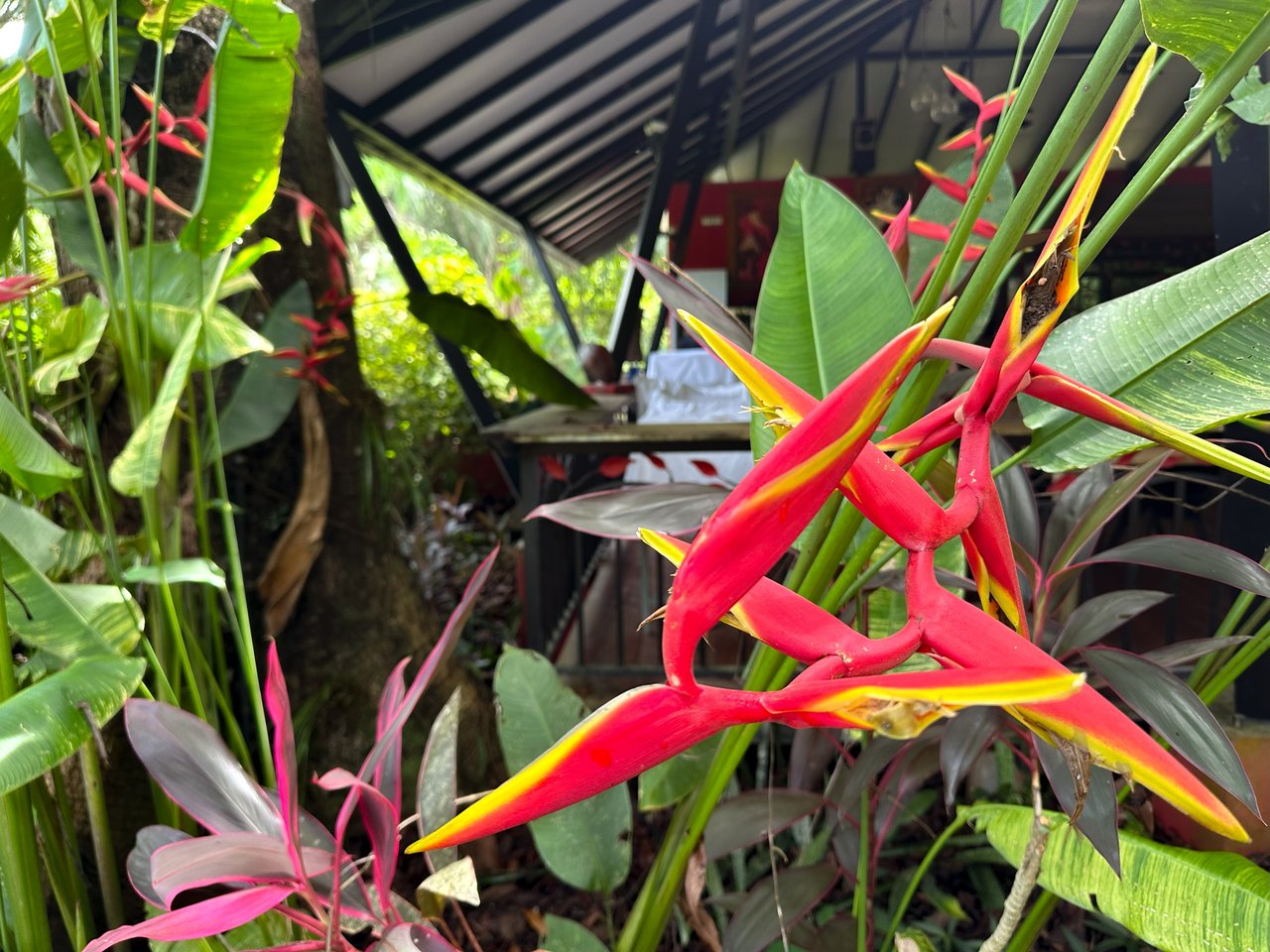 Ojochal Property for Sale – Cabins, Restaurant & 3-Bed Home