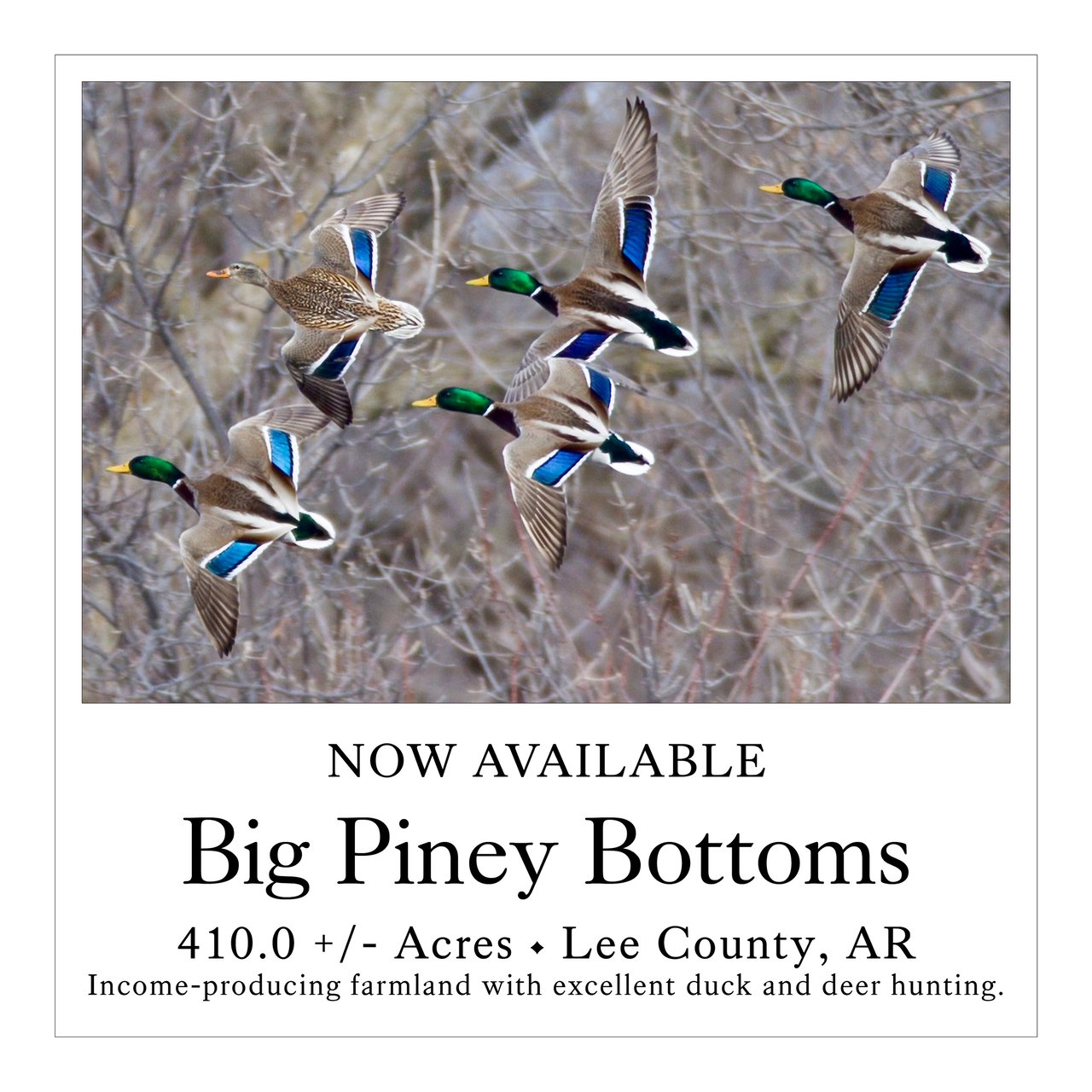 Big Piney Bottoms