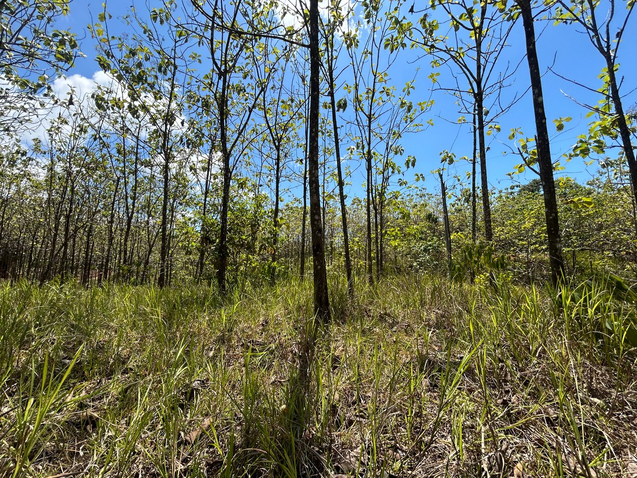 Prime 1.24-Acre Land in Matapalo / San Andrés – Ready to Build