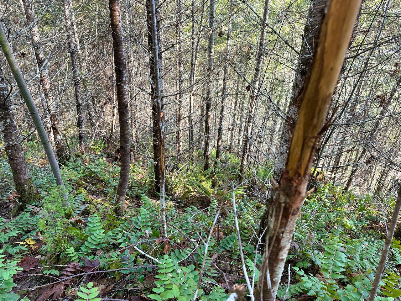Rust Road Forest