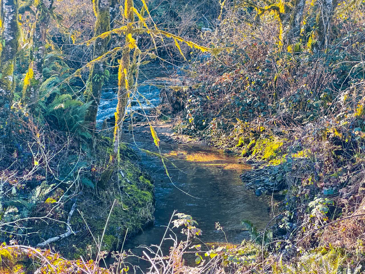 Waite Creek Woodlands