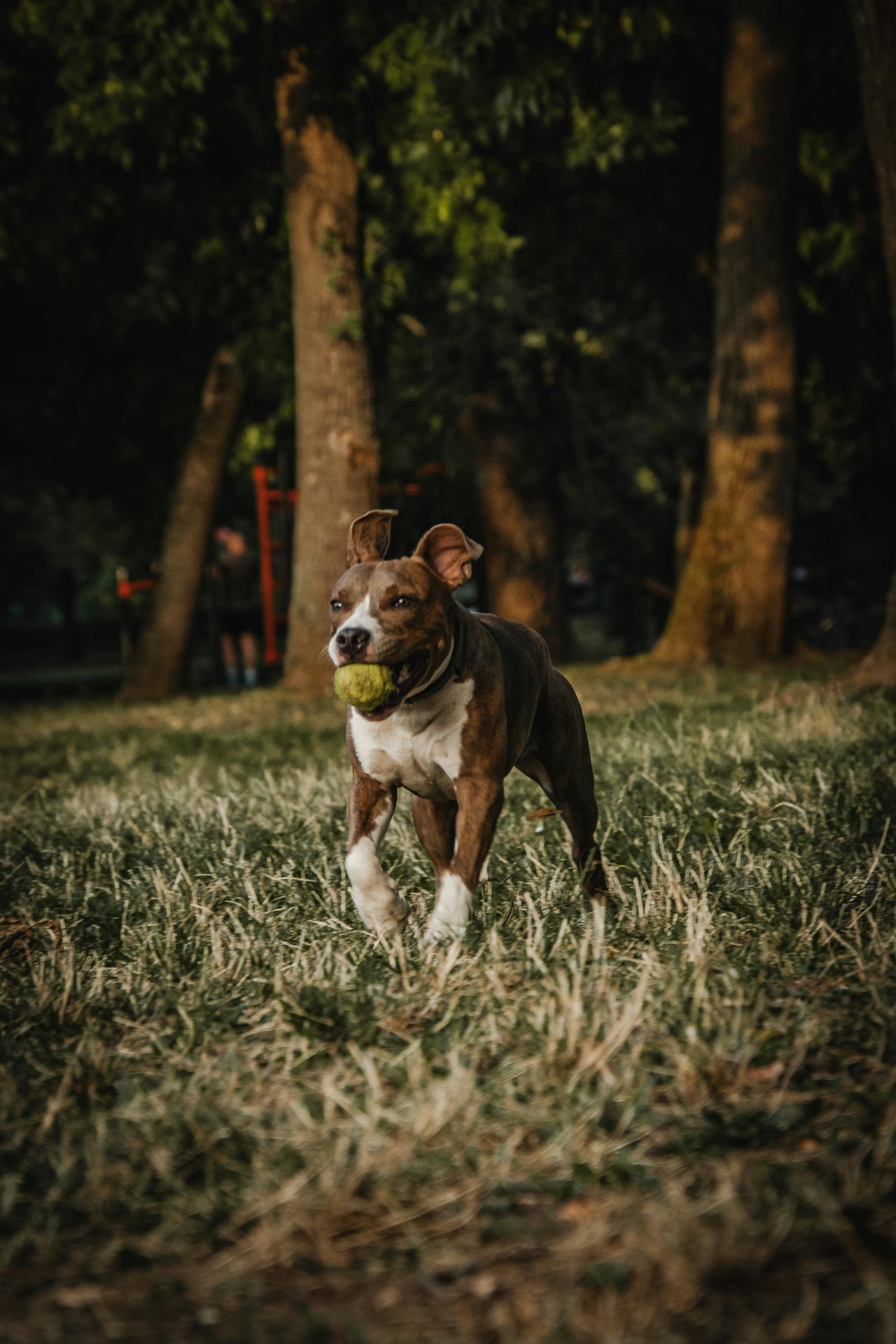 Fun, Dog-Friendly Places Near Parkland