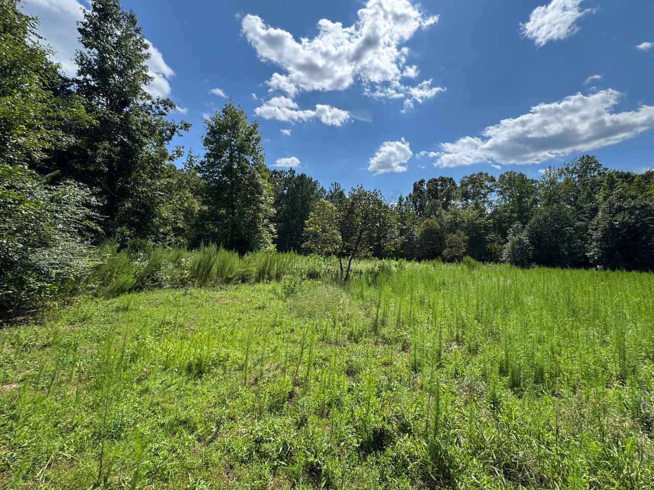 Discover the Potential of Greenville County's Hidden Gem: Nearly 50 Acres of Prime Upstate South Carolina Land