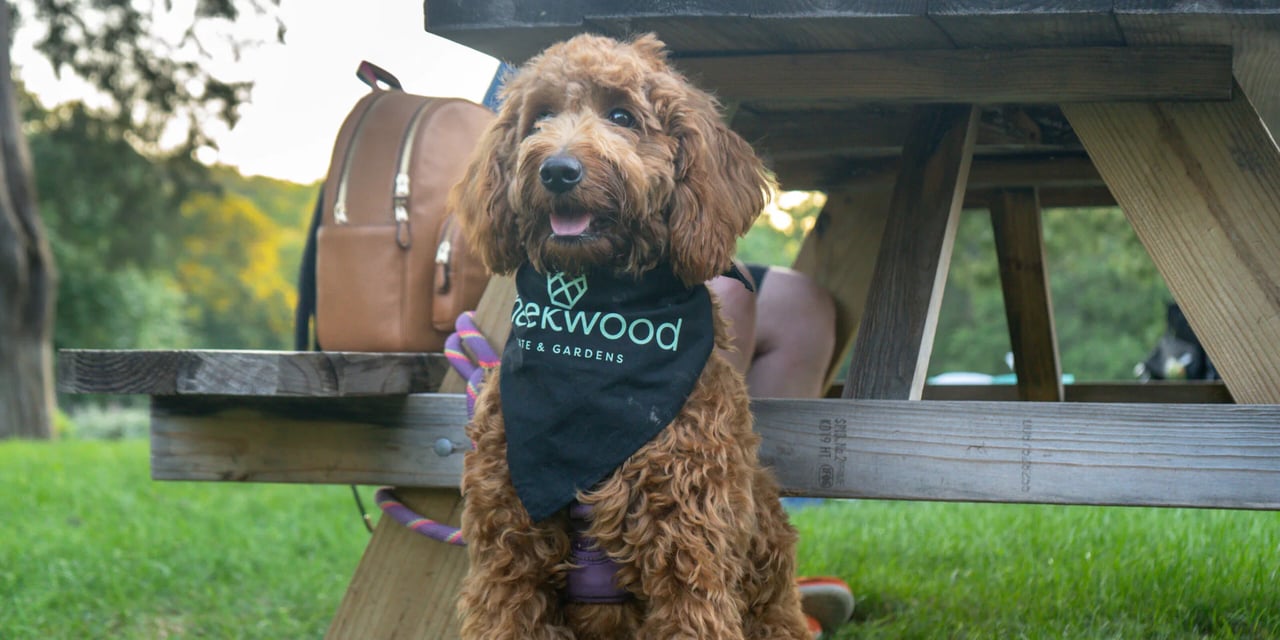 Dog Nights of Summer at Cheekwood  image