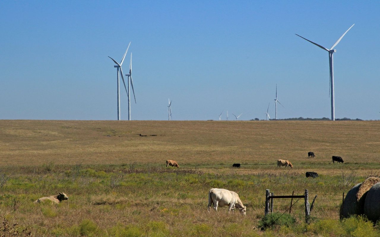 Cattle graze in a rural pasture beneath a distant line of wind turbines.