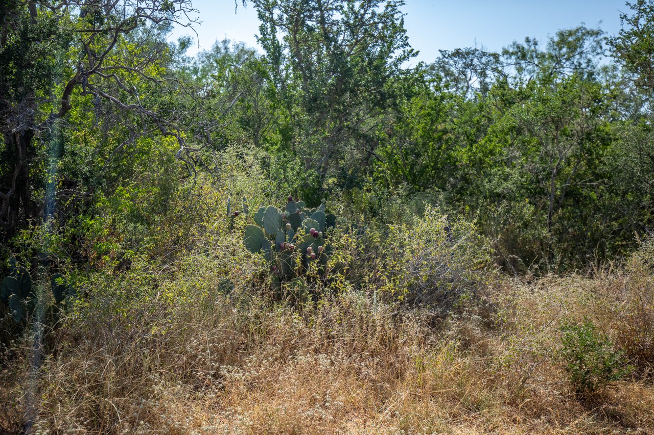Oaks, Wildlife, & the Quiet of the Countryside | 26.99± Acres | Poteet, TX