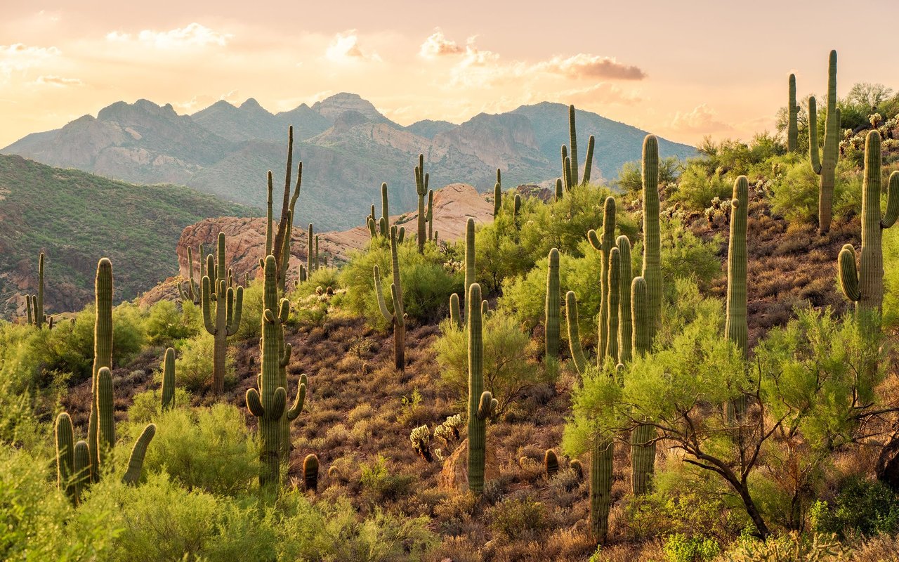 Apache Junction