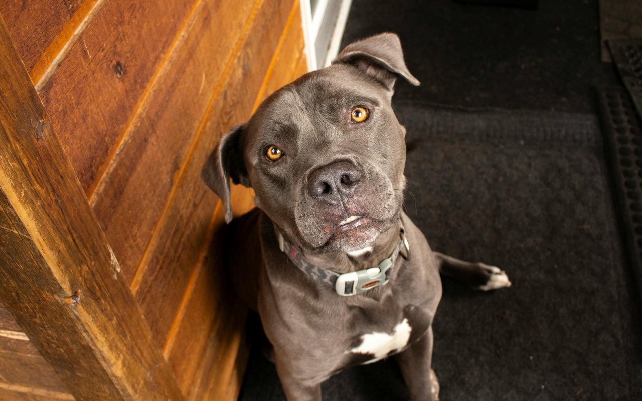 Event Highlight: Doggie Photo Day!