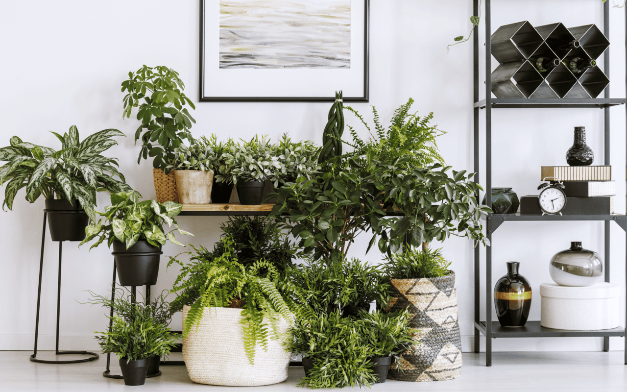 8 Easy-Care Houseplants Anyone Can Grow!