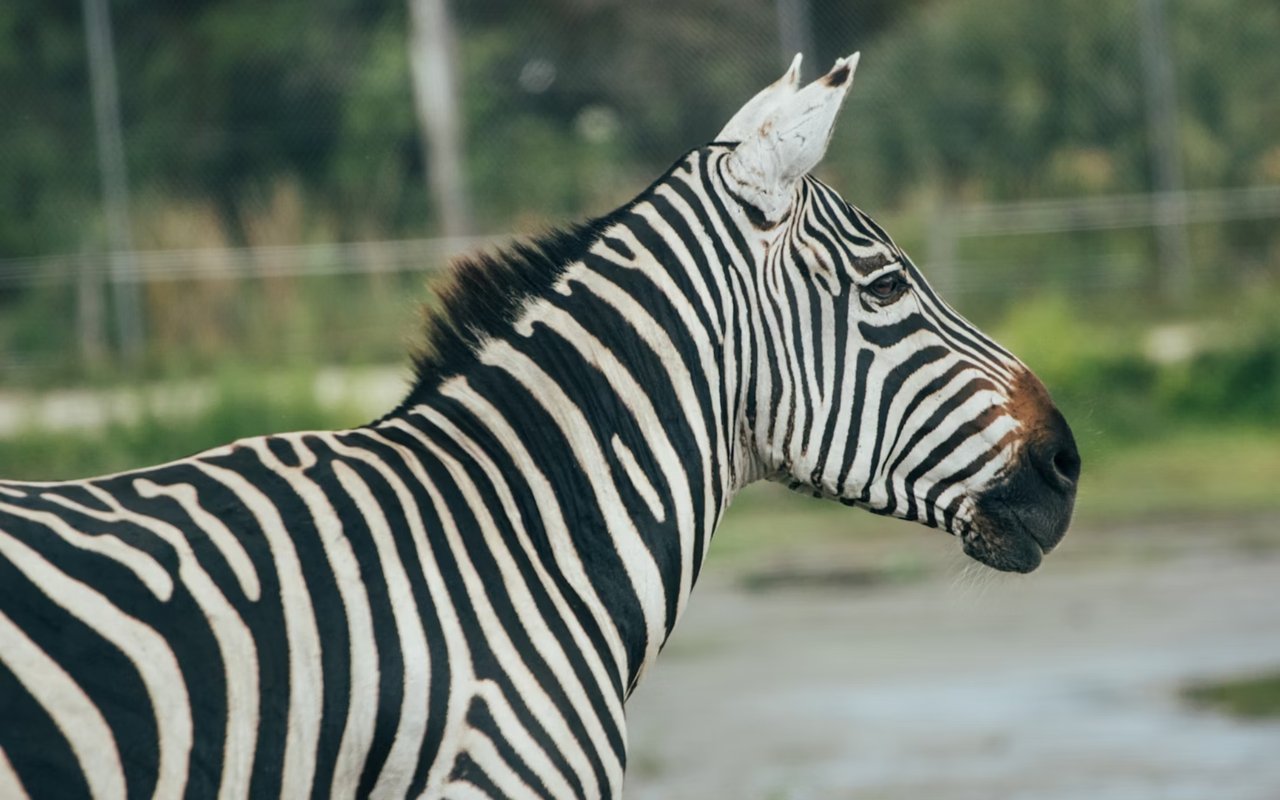 Things to Do in West Palm Beach, FL