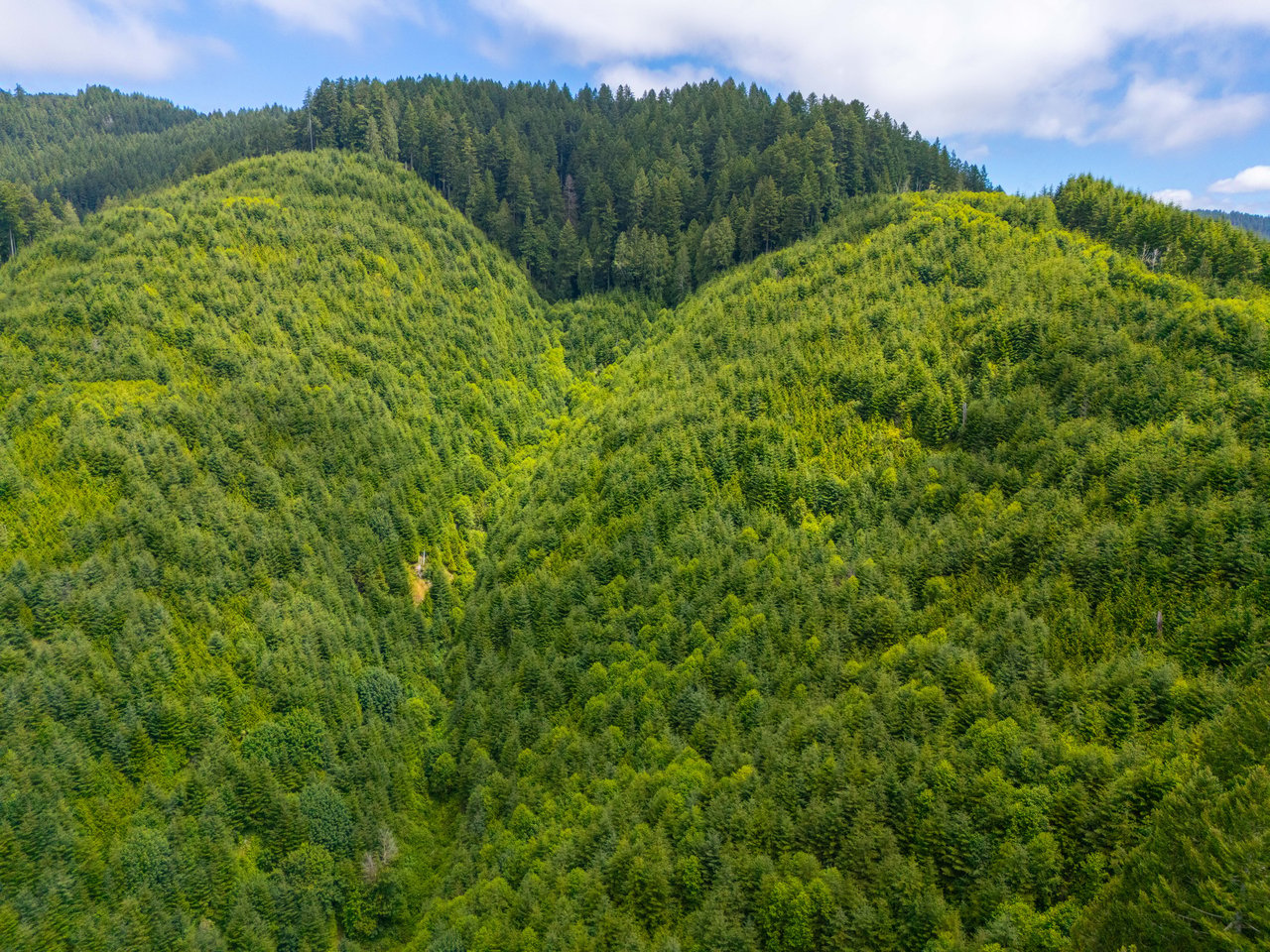 MILL CREEK FOREST