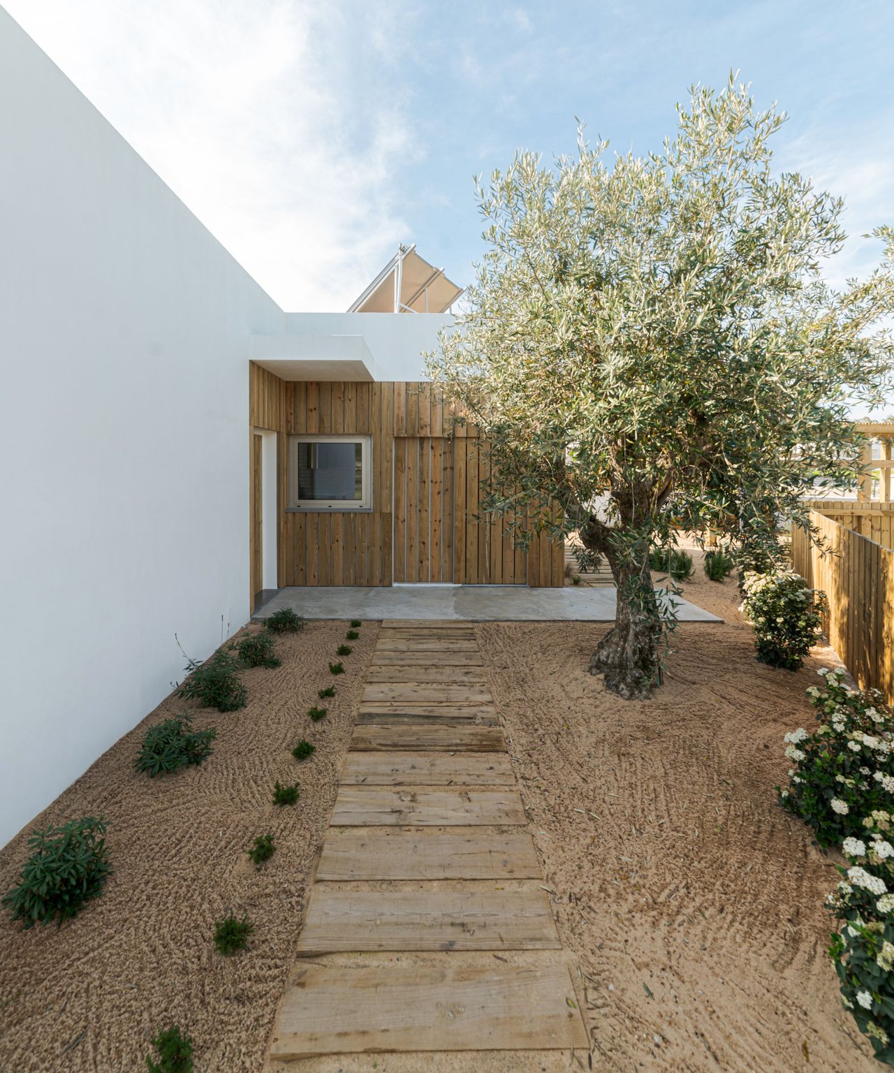 Modern home entrance with wood siding, a plank walkway, and an olive tree in a gravel courtyard.